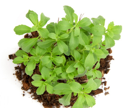 Onstevia, Agave or Maple Syrup? What you need to know!!!